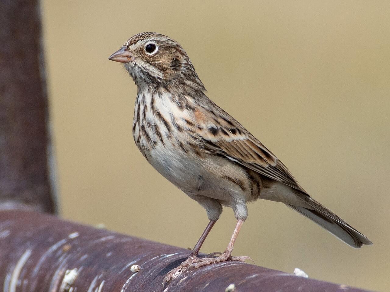 streaky brown songbird perching on a pipe