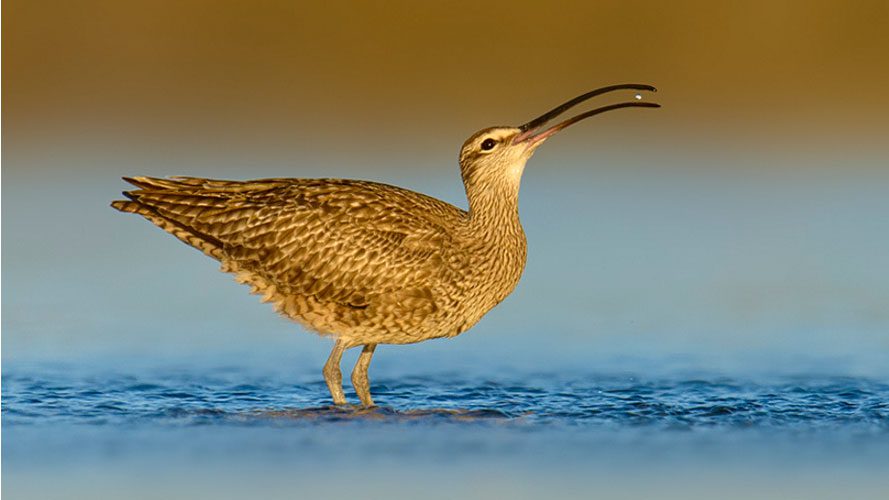 Whimbrel by BN Singh via Birdshare