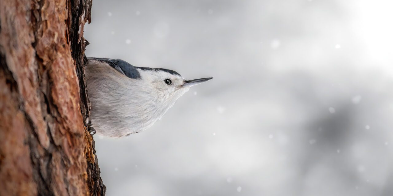 a small bird perched on a tree and looking out against a snow background