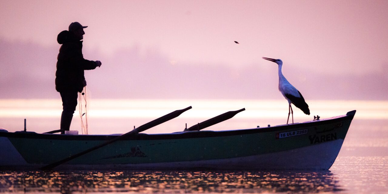 a person standing on a small boat feeding a large white bird