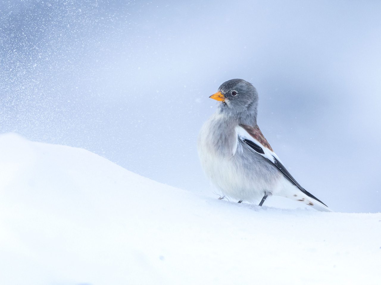 Gray-and-white bird standing on a snowy ridge in blowing snow.