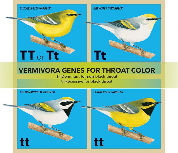 golden blue winged warbler likenesses