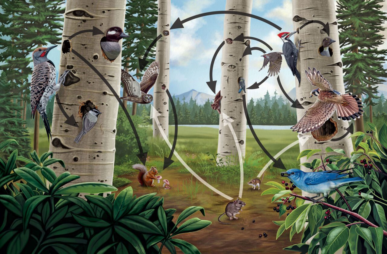 Illustration showing how woodpecker holes are used by different animals.