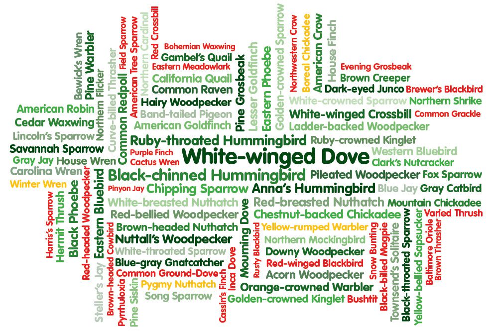 This word cloud portrays population trends from 1966 to 2013 for 98 bird species that use bird feeders at least a moderate amount. The biggest names are increasing the most, the smallest names are decreasing the most. Species names in green are increasing in population, yellow have not changed, and red are declining. This analysis is based on Project FeederWatch data and Christmas Bird Count data (Soykan et al. 2016. Population trends for North American winter birds based on hierarchical models. Ecosphere 7 (5):e01351.10.1002/ecs2.1351).