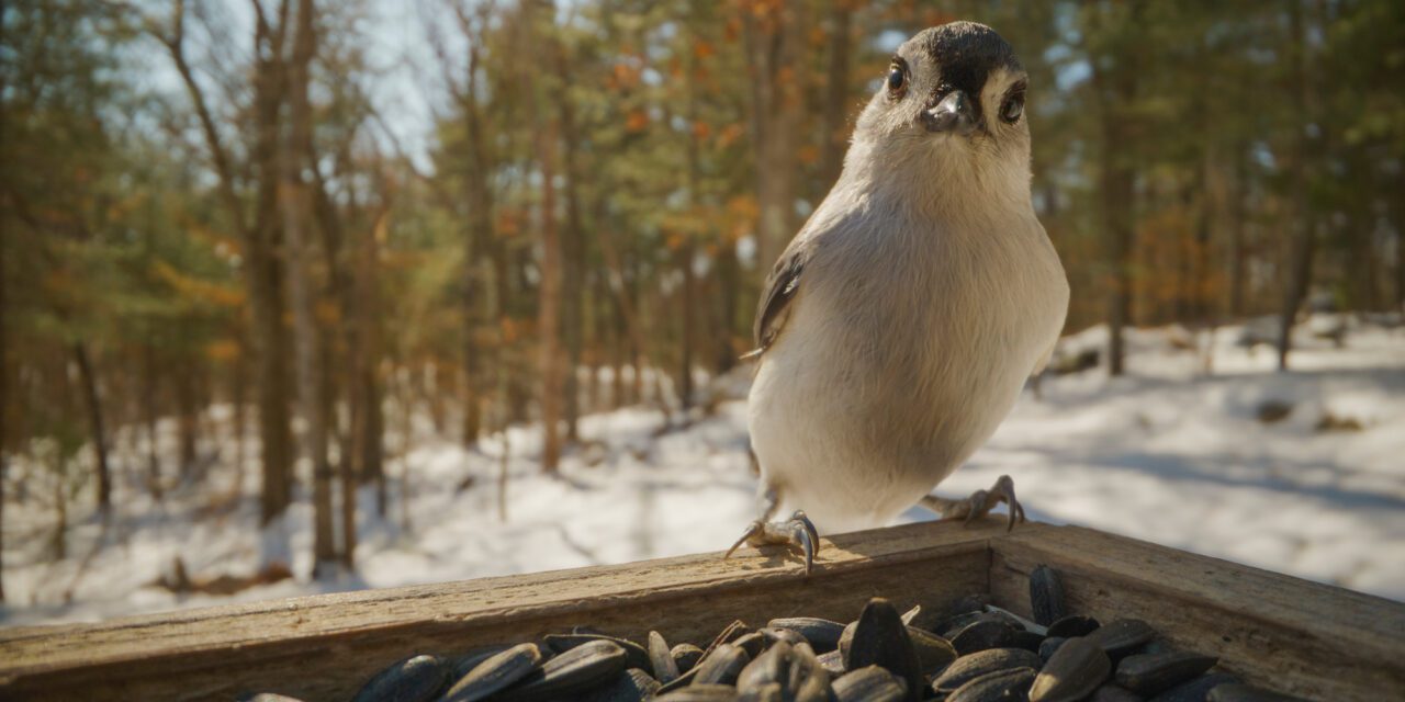 A small gray and white bird perched on the edge of a wooden bird feeder filled with black sunflower seeds, with a snowy forest in the blurred background.