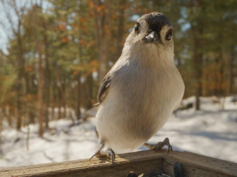 A small gray and white bird perched on the edge of a wooden bird feeder filled with black sunflower seeds, with a snowy forest in the blurred background.