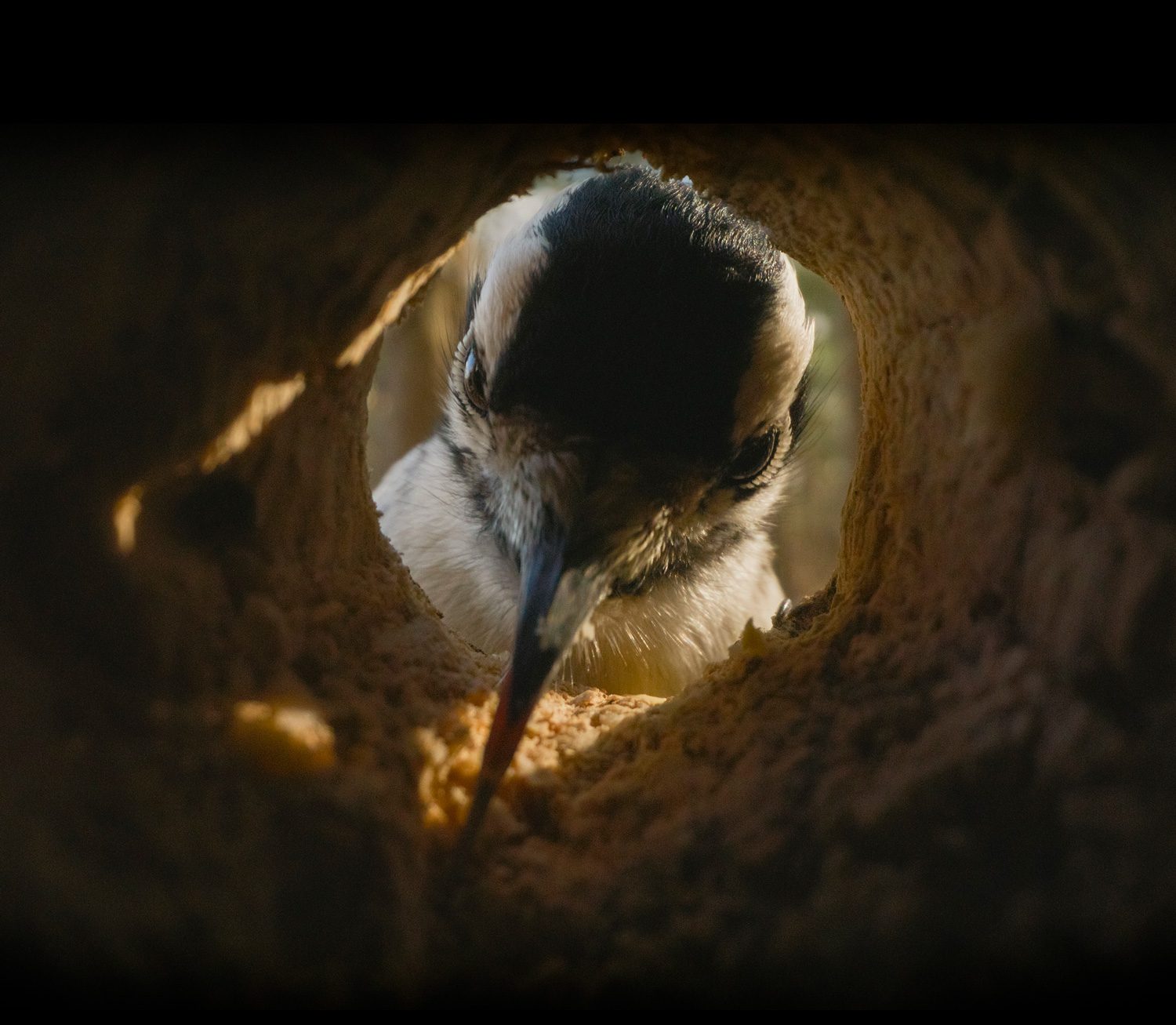 Close-up view of a woodpecker peering into a tree cavity.