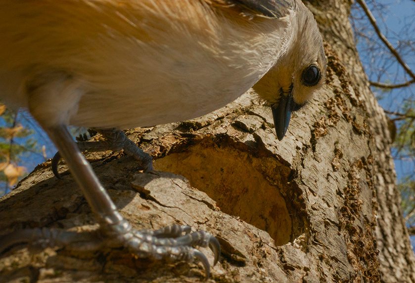 Bird perched on the edge of a tree cavity, looking inside.