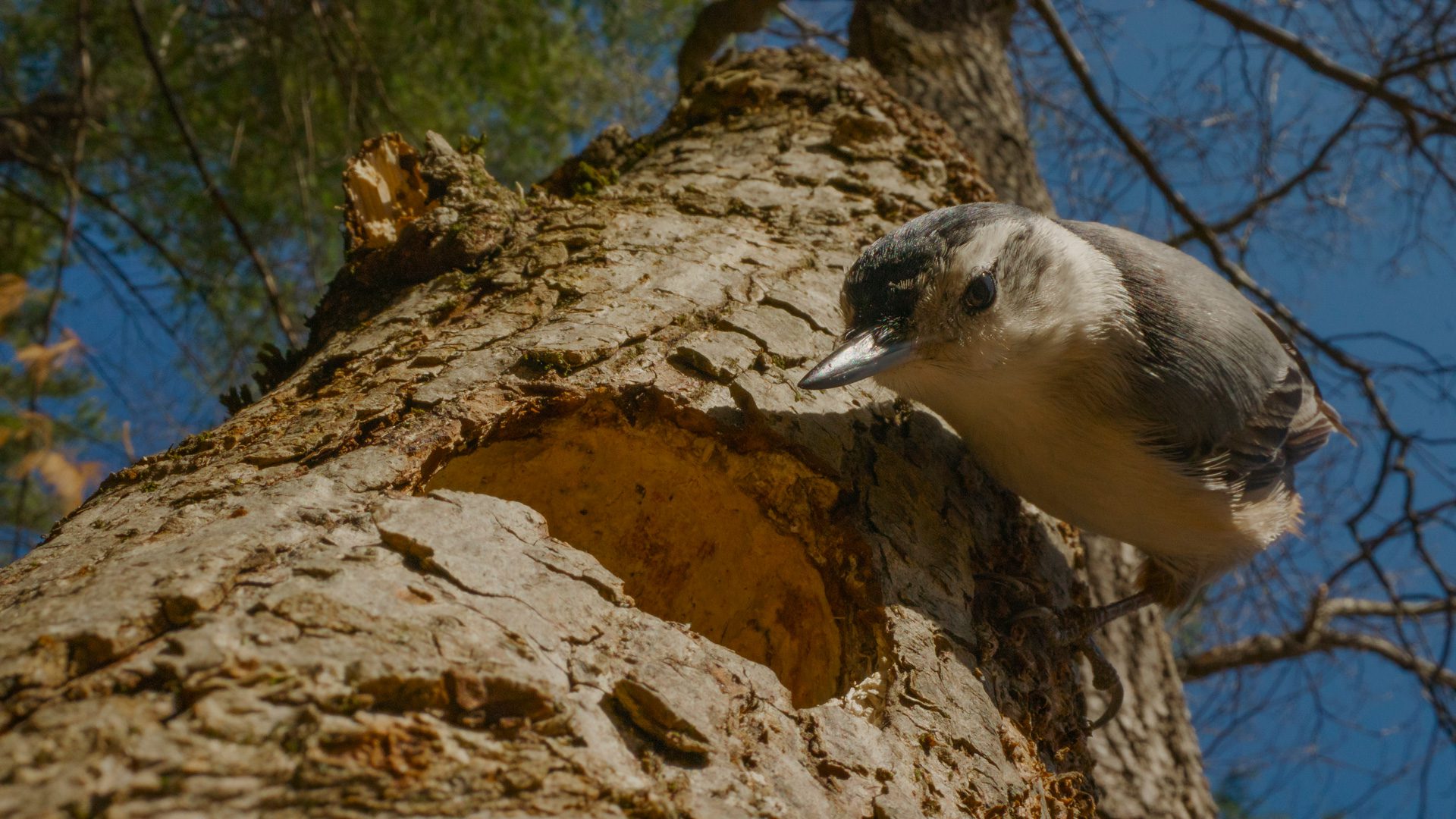 Small bird clinging to the side of a tree trunk near a fresh cavity.