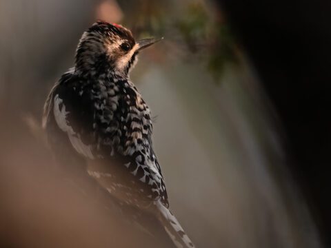 Small black-and-white bird with a red patch on its head perched in soft light.