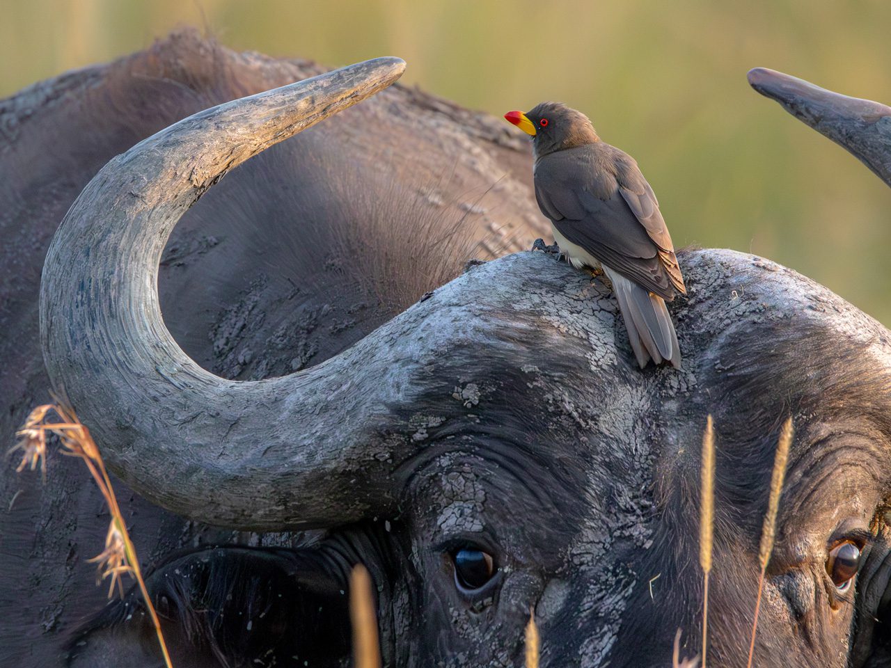 A small brown bird perched on the back of a buffalo.