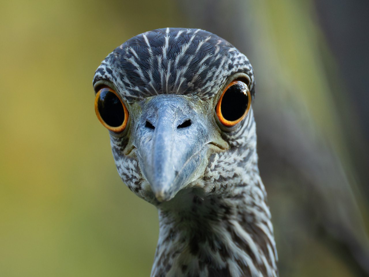 Gray and brown bird with bright orange eyes staring into the camera.