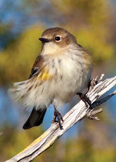 Yellow-rumped Warbler by David Mier/GBBC