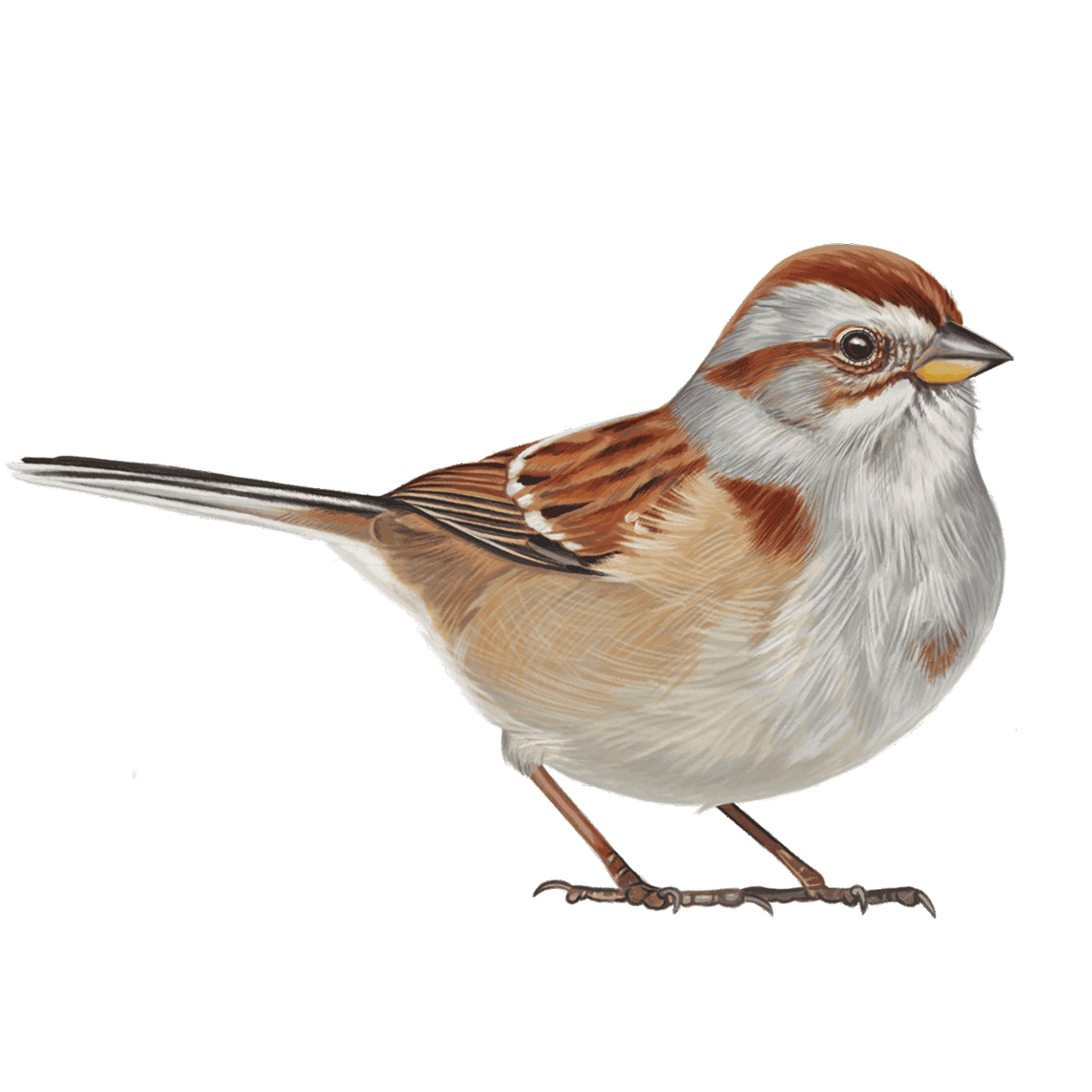 illustration of a reddish and grayish sparrow on a white background