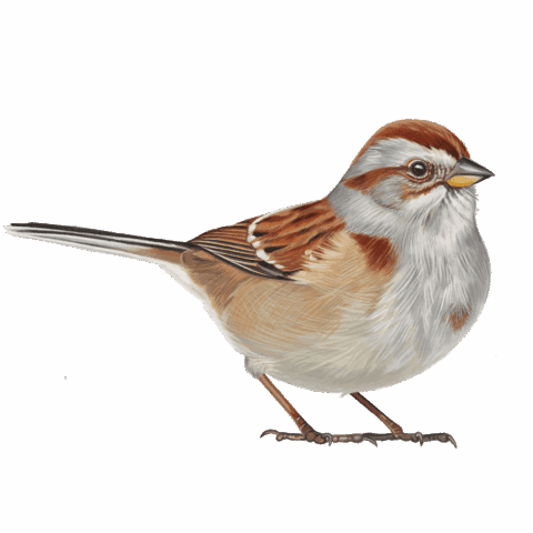illustration of a reddish and grayish sparrow on a white background