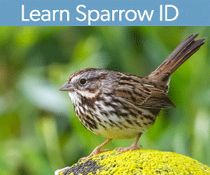 tap or click to learn about the sparrow ID course