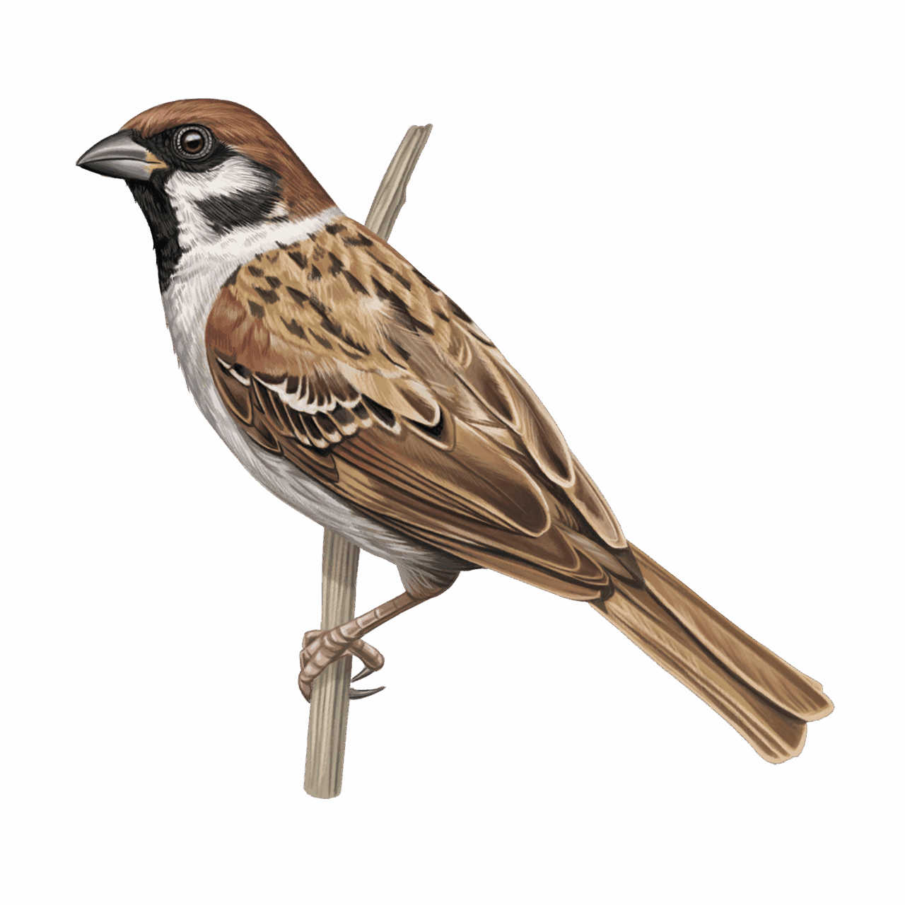 illustration of a bulky brown sparrow perched on a twig