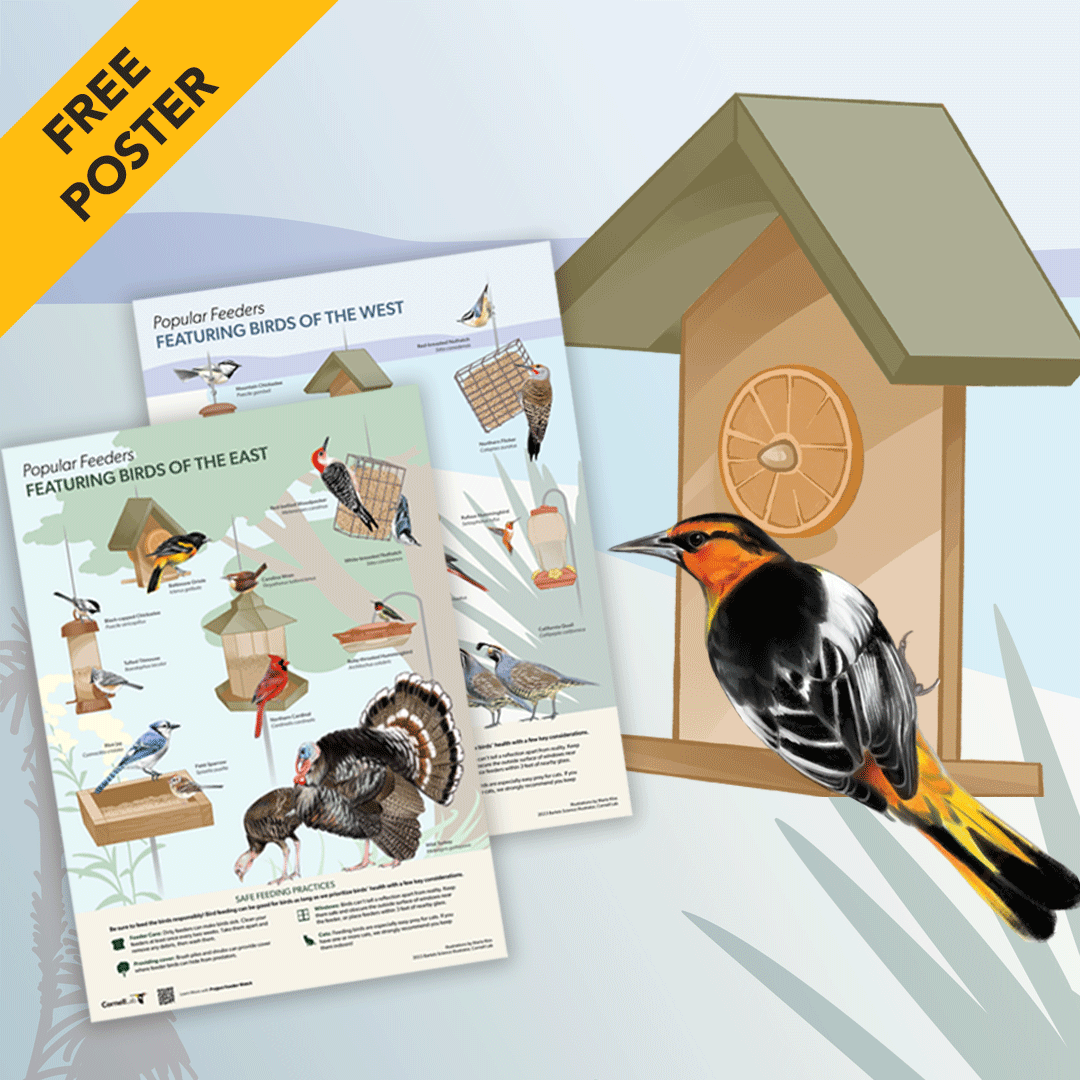 illustration of an orange and black bird at a feeder with the words: Free Poster and thumbnails of poster pages