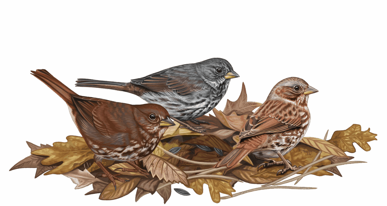 illustration of three streaky sparrows in leaf litter