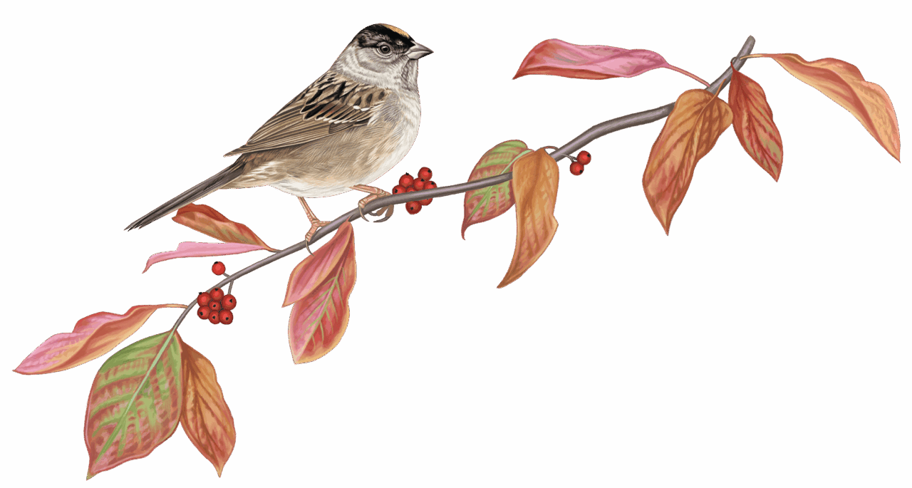 illustration of a sparrow on a branch with red leaves