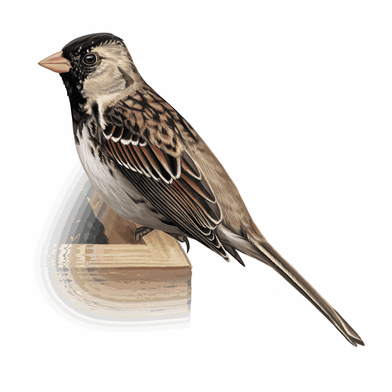 illustration of a sparrow with a black head and chest at a feeder