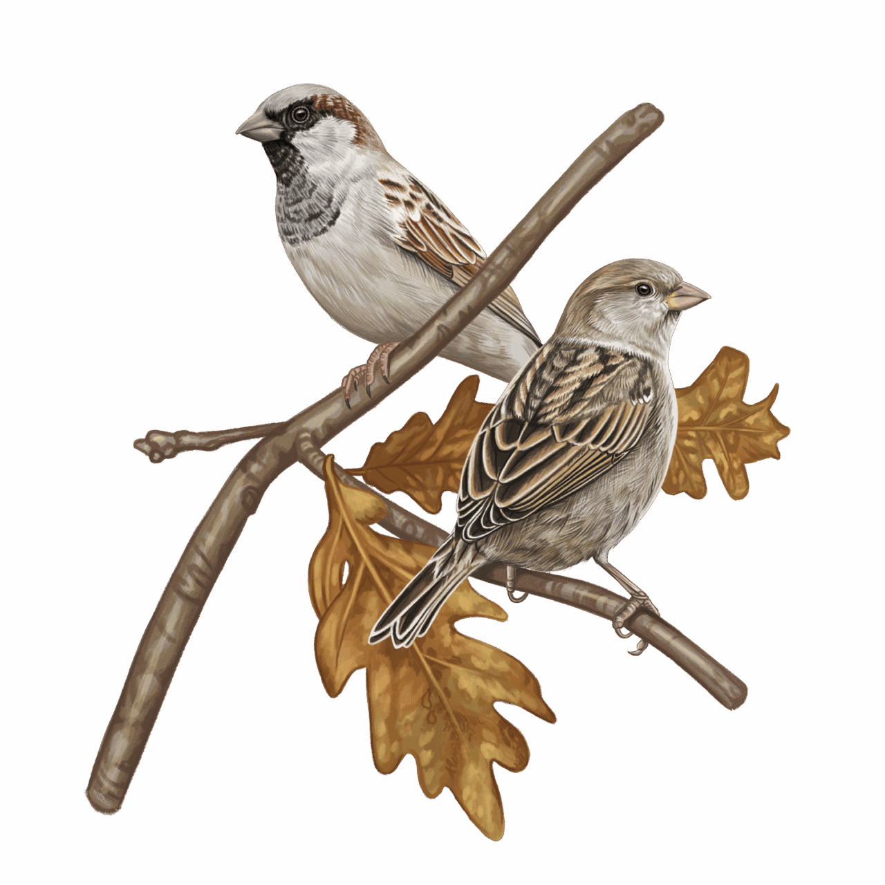 illustration of a male and female sparrow perched on an oak branch