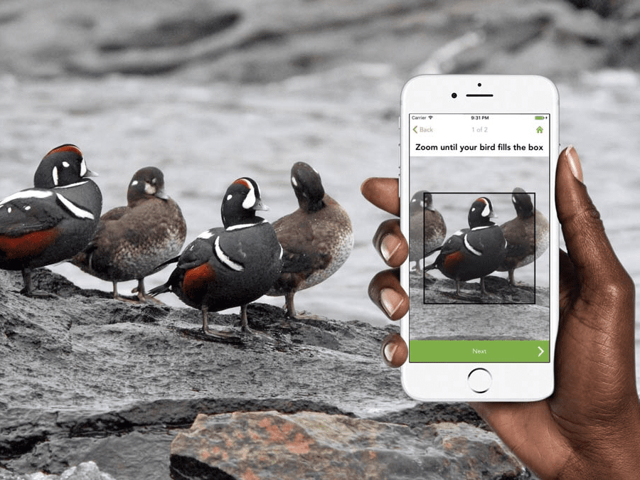 A rock with multi-colored ducks and in the foreground, a hand holding a phone with the Merlin app open.