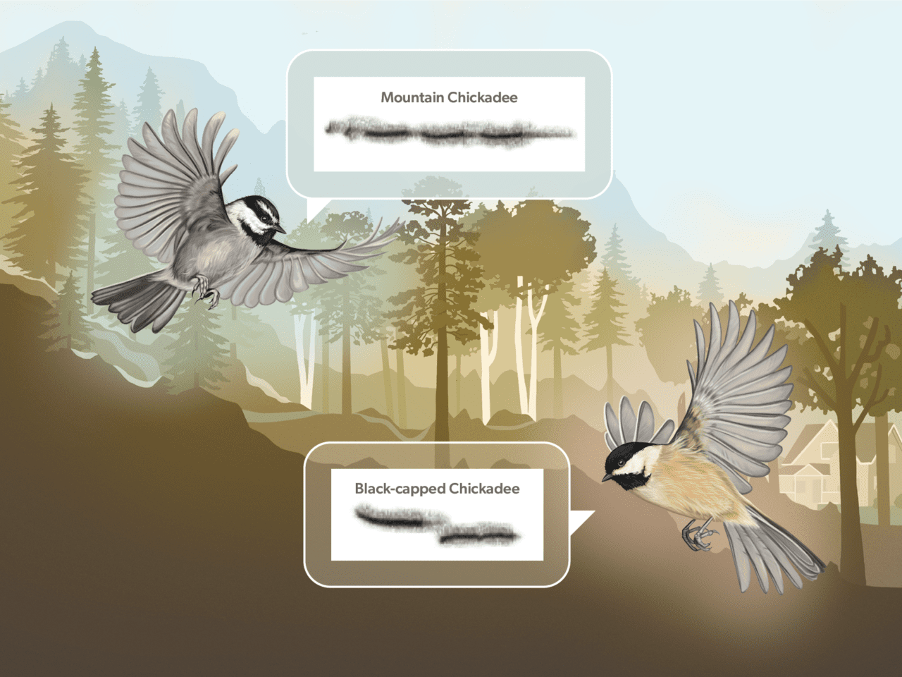 An illustrated scene of two birds in flight, labeled as "Mountain Chickadee" and "Black-capped Chickadee," set against a background of a forested landscape. Speech bubbles with text and spectogram accompany each bird.
