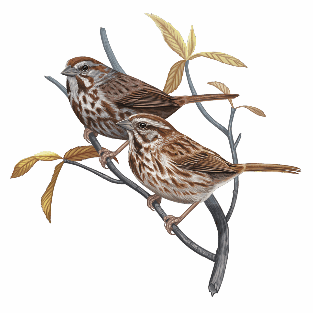 illustration of a matte brown and a reddish-brown sparrow perched on a branch