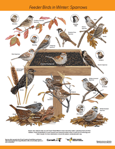 thumbnail image of a poster showing illustrations of many sparrow species.