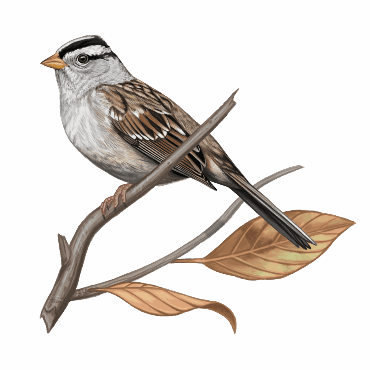 illustration of a sparrow with boldly striped head