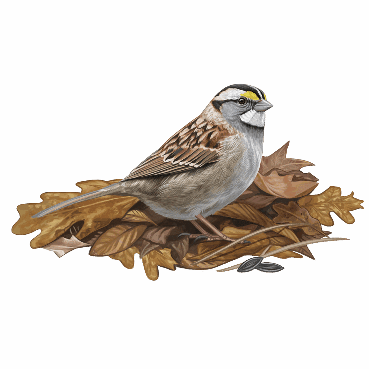 illustration of a sparrow in leaf litter